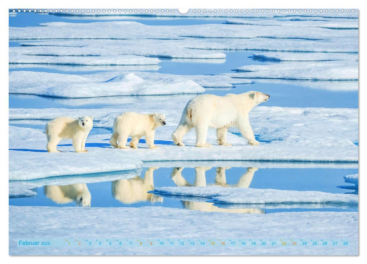 Bild: 9783457140536 | Eisbären: Lebenskünstler im Eis (hochwertiger Premium Wandkalender...