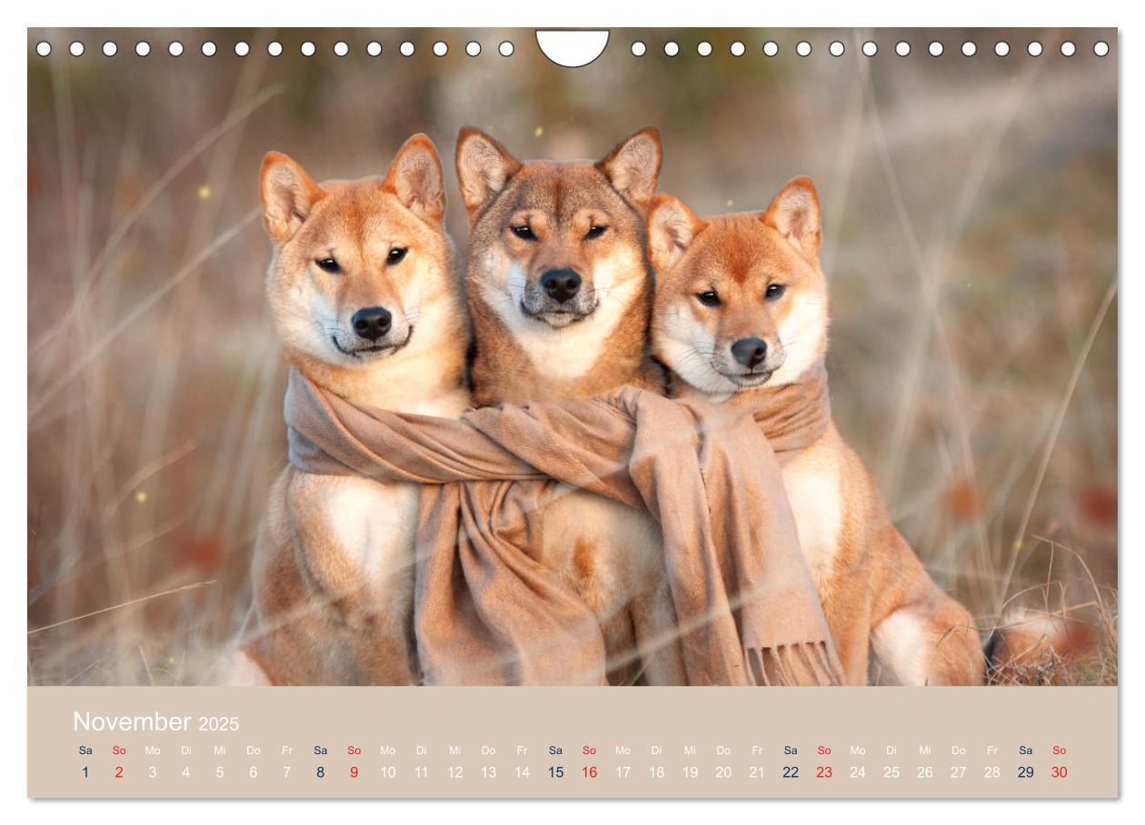 Bild: 9783457234167 | Shiba Inu - mutig, treu, selbstbewusst (Wandkalender 2025 DIN A4...