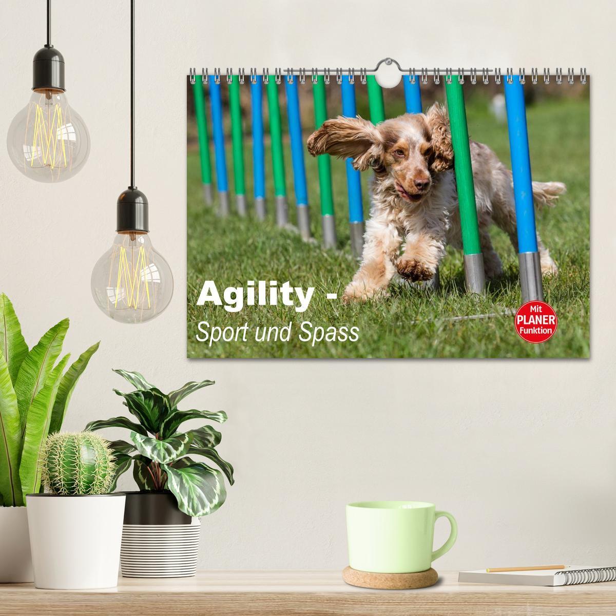 Bild: 9783435555918 | Agility - Sport und Spass (Wandkalender 2025 DIN A4 quer), CALVENDO...