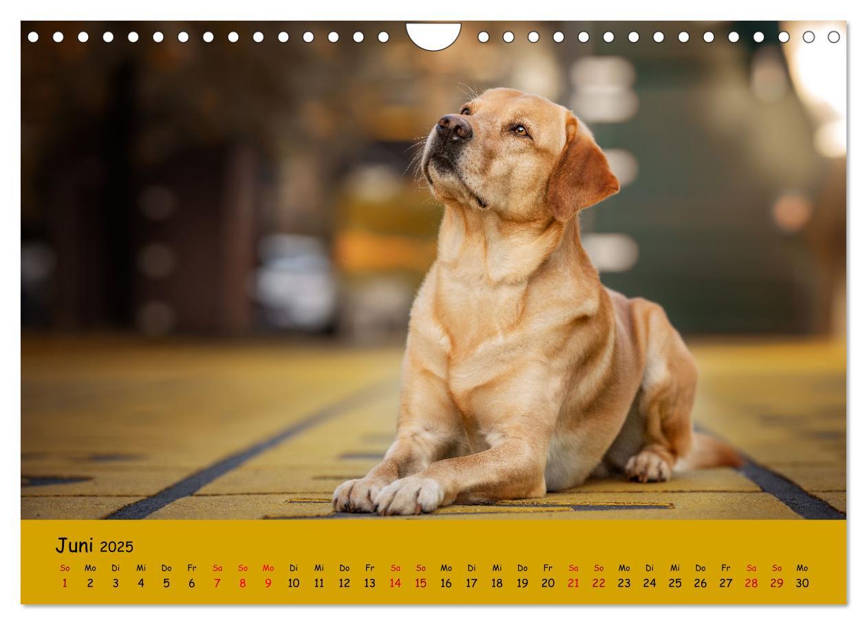 Bild: 9783383960611 | Labrador Retriever - Vielfalt auf Vier Pfoten (Wandkalender 2025...