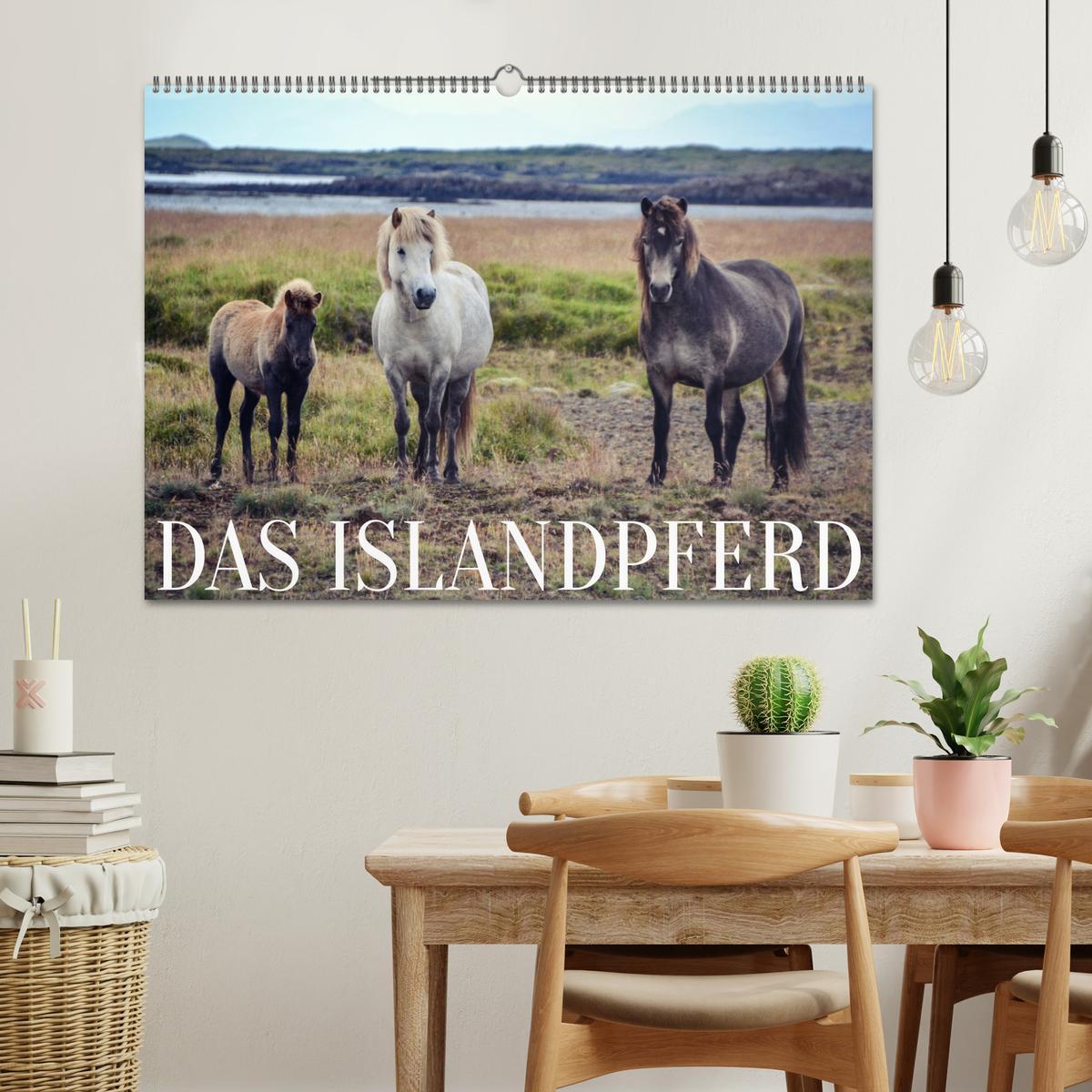 Bild: 9783435071364 | Das Islandpferd (Wandkalender 2025 DIN A2 quer), CALVENDO...