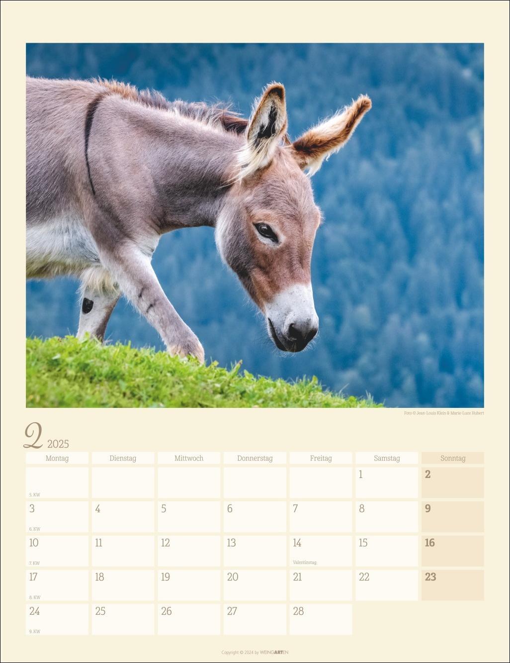 Bild: 9783839900451 | Esel Kalender 2025 | Kalender | Spiralbindung | 14 S. | Deutsch | 2025