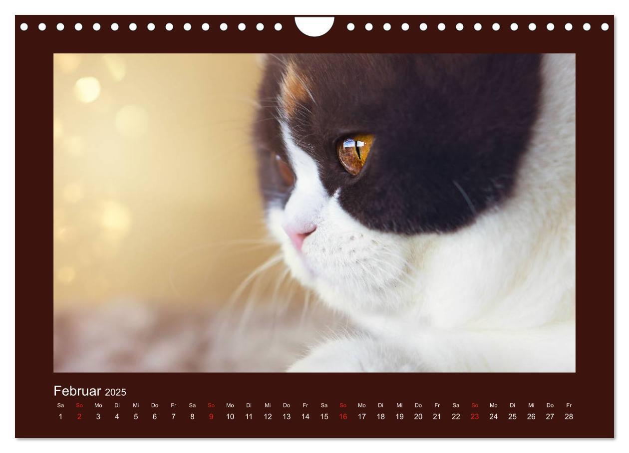 Bild: 9783435482917 | Britisch Kurzhaar Katzen - Poesie fürs Auge (Wandkalender 2025 DIN...