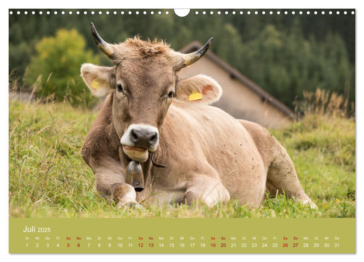 Bild: 9783383832239 | Allgäuer Rindvieh 2025 (Wandkalender 2025 DIN A3 quer), CALVENDO...