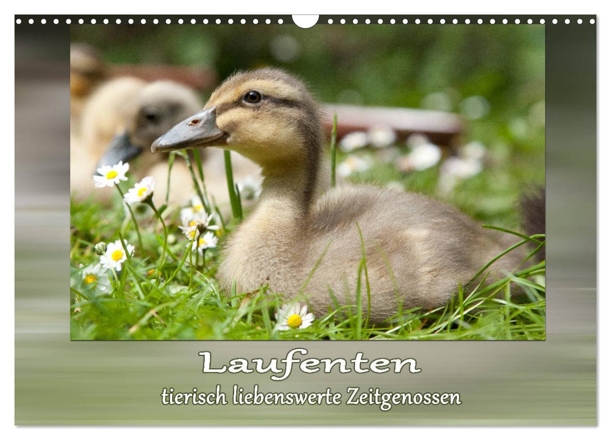 Cover: 9783435300549 | Laufenten - tierisch liebenswerte Zeitgenossen (Wandkalender 2025...