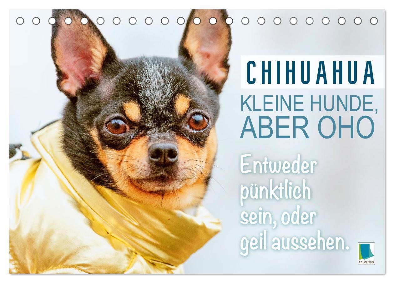Cover: 9783383718434 | Chihuahua: Kleine Hunde, aber oho (Tischkalender 2024 DIN A5 quer),...