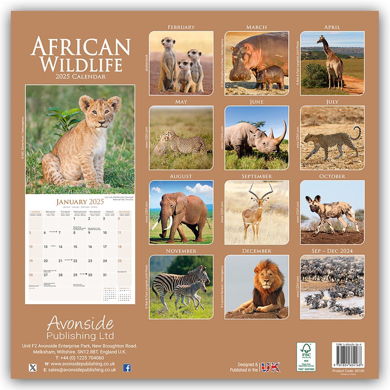 Rückseite: 9781804604168 | African Wildlife - Afrikanische Tierwelt 2025 - 16-Monatskalender