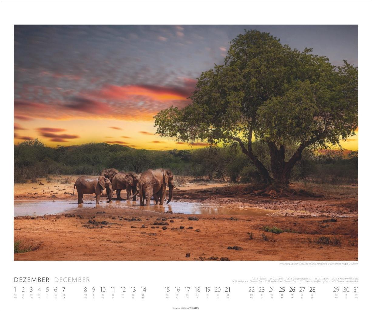 Bild: 9783839900284 | Elefanten Kalender 2025 | Kalender | Spiralbindung | 14 S. | Deutsch