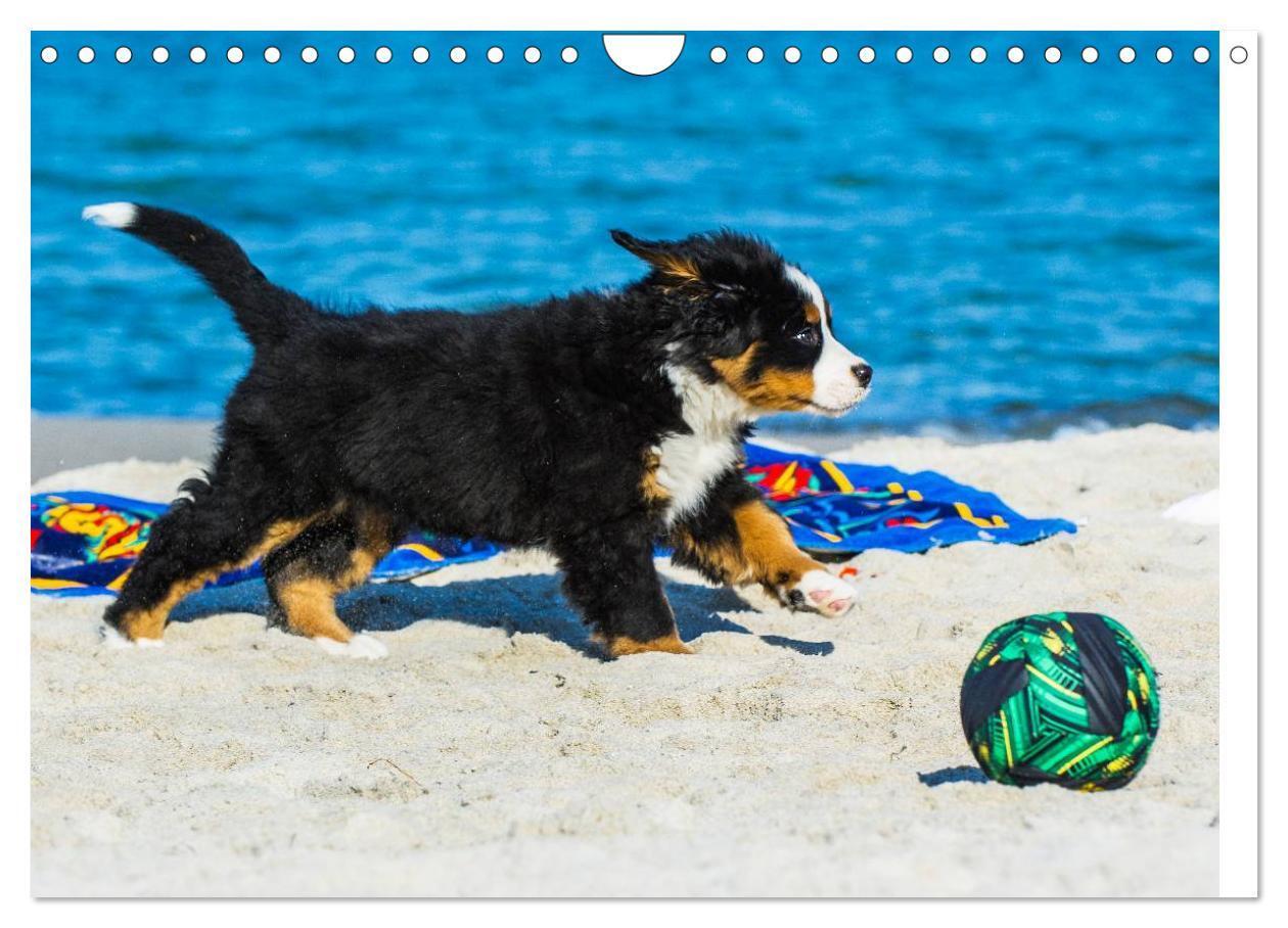 Bild: 9783435478736 | Seebärchen entdecken die Welt - Berner Sennenhunde (Wandkalender...