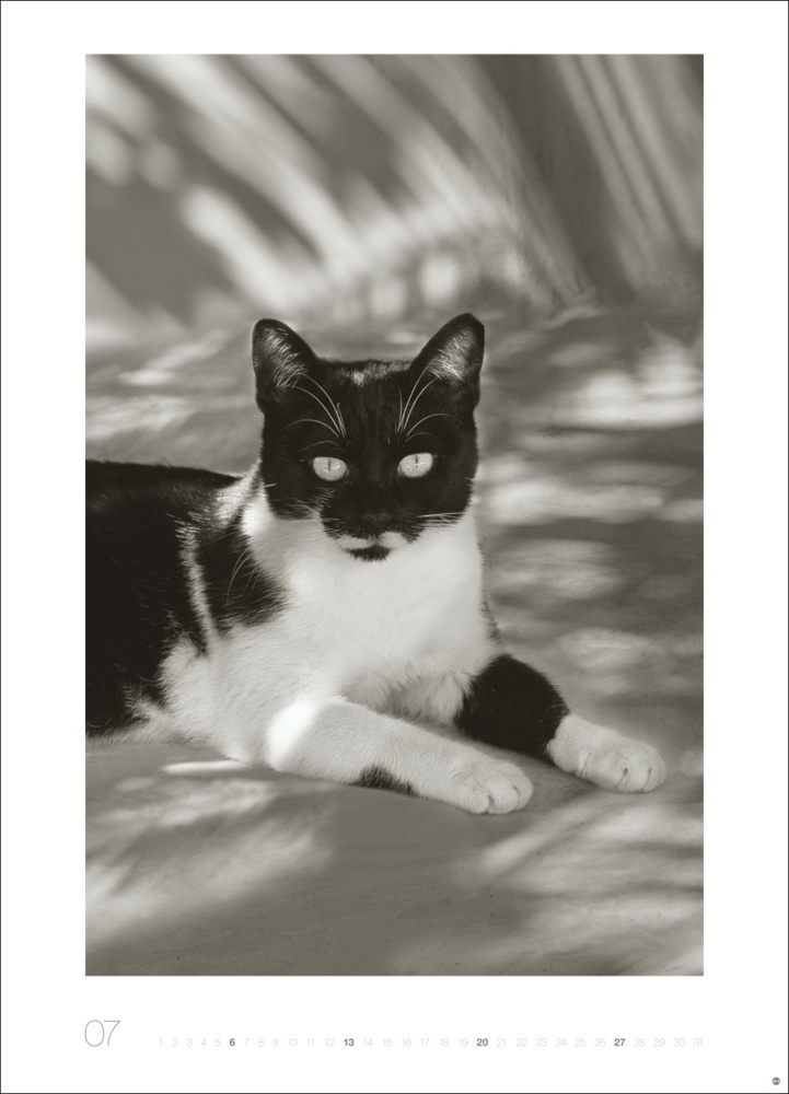 Bild: 9783756404650 | Cats Edition Kalender 2025 | Monika Wegler | Kalender | Spiralbindung