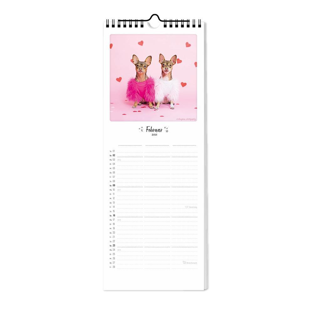 Bild: 4251781179355 | Planer 2025 - Katz &amp; Kater | 3 Spalten | Pickmotion | Kalender | 2025