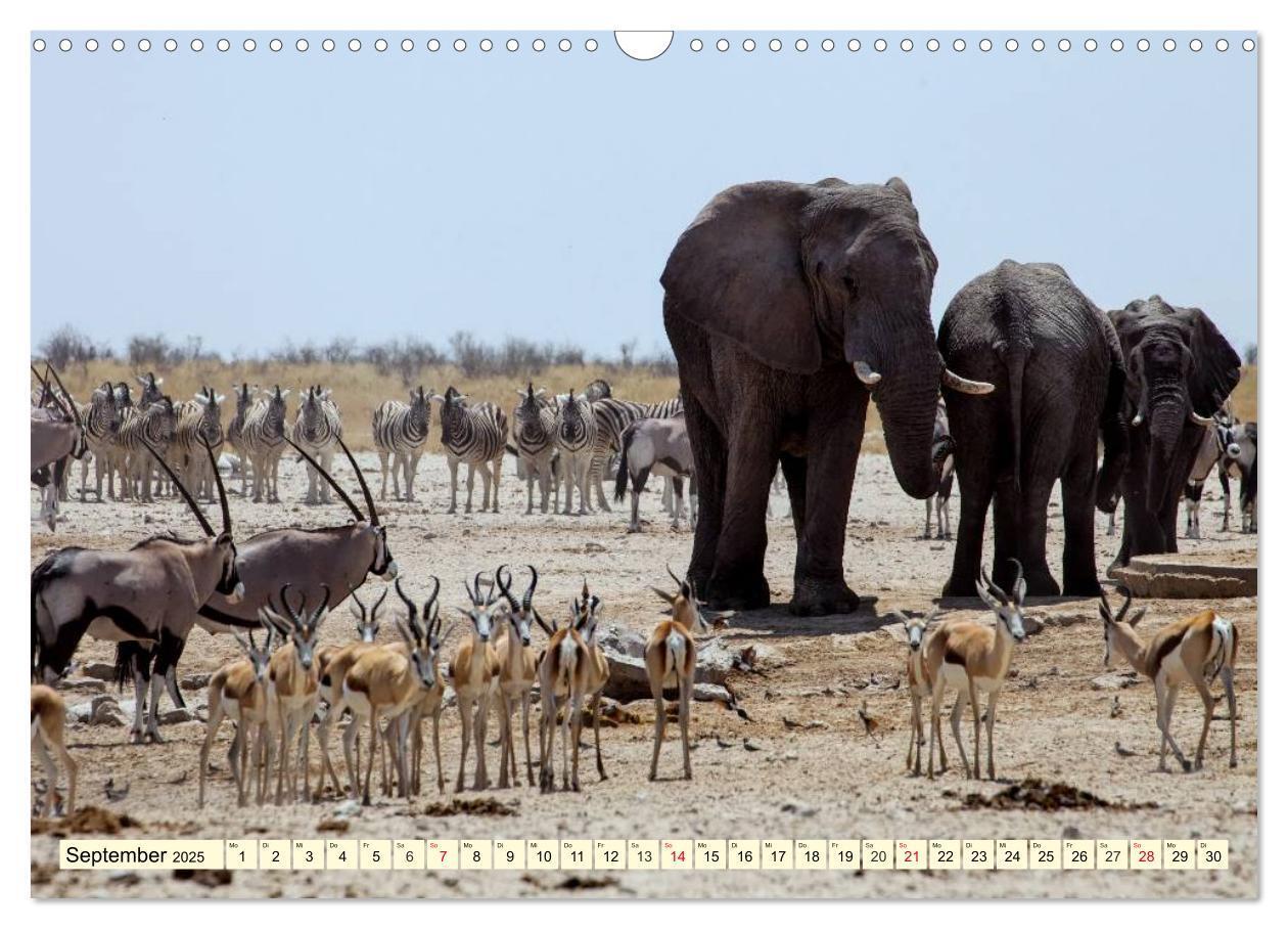 Bild: 9783435491766 | Wildes Leben in Botswana (Wandkalender 2025 DIN A3 quer), CALVENDO...