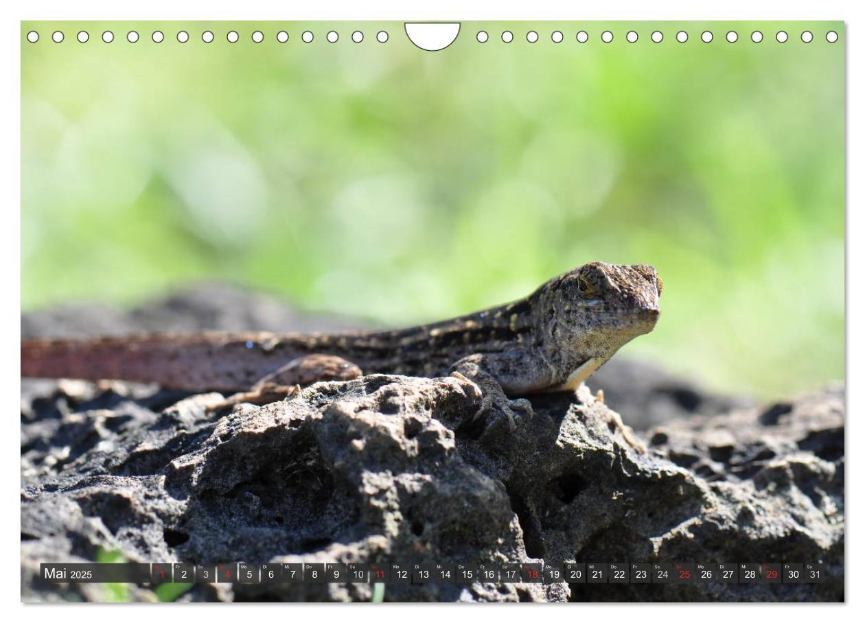 Bild: 9783435793471 | Wilde Fauna - Reptilien (Wandkalender 2025 DIN A4 quer), CALVENDO...