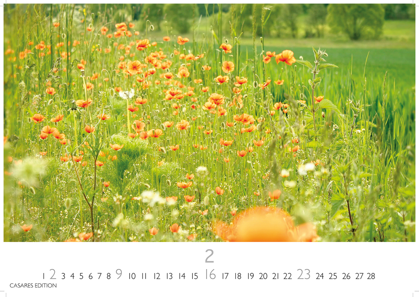 Bild: 9781835242193 | Blumenwiese 2025 S 24x35cm | Kalender | 14 S. | Deutsch | 2025