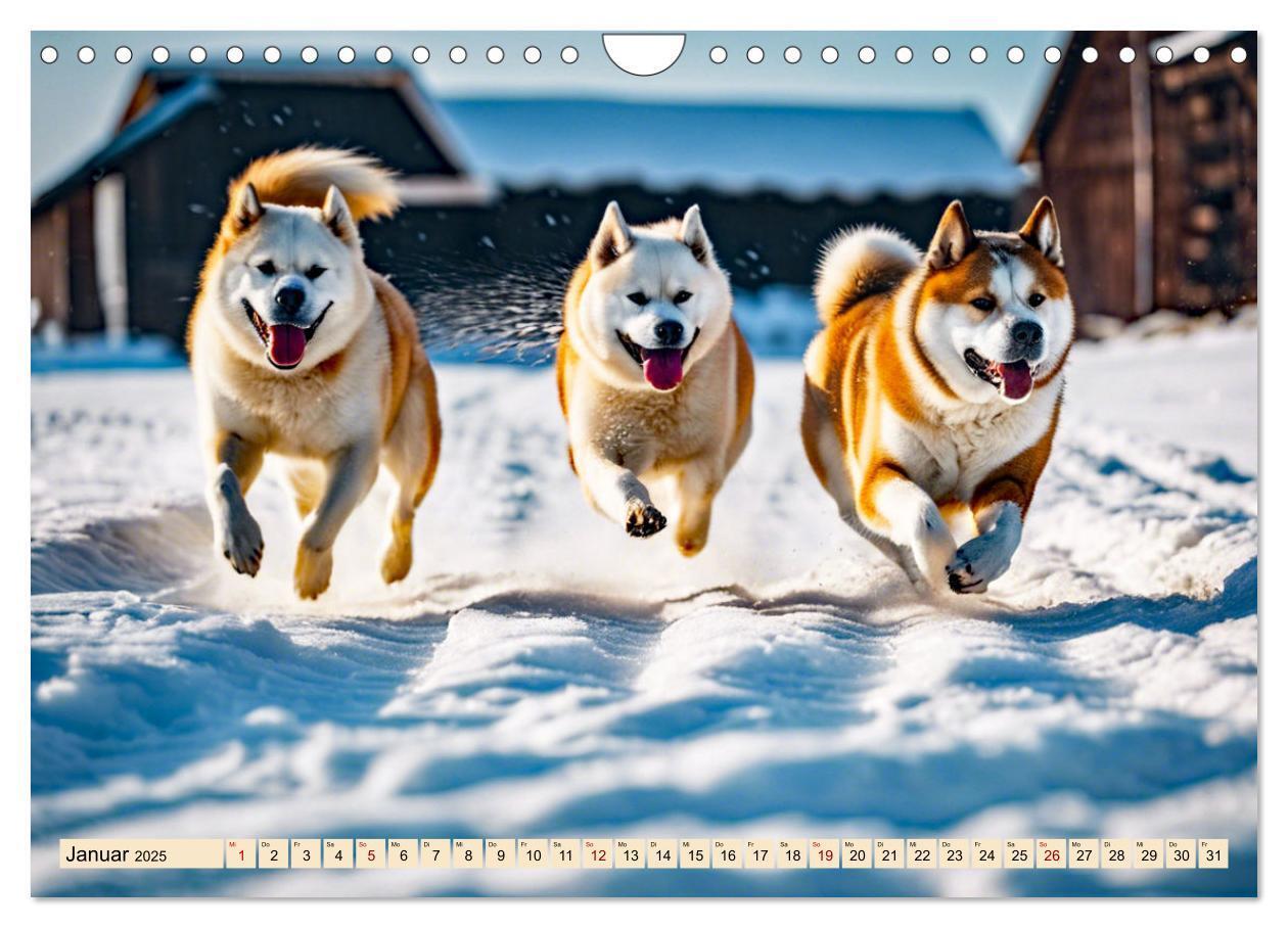 Bild: 9783457071649 | Akita Inu - Inbegriff der Treue (Wandkalender 2025 DIN A4 quer),...