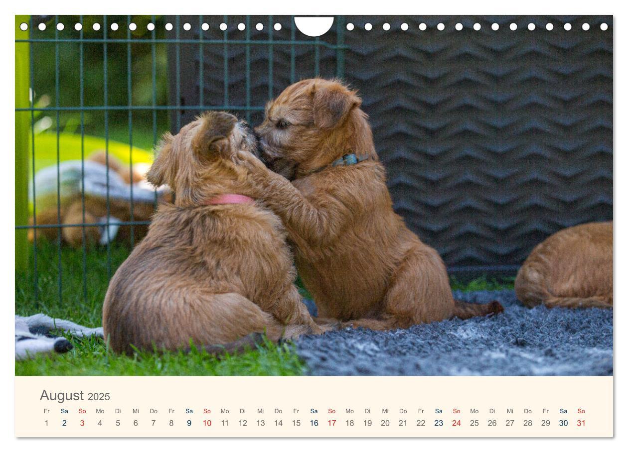 Bild: 9783435047277 | IRISH SOFT COATED WHEATEN TERRIER WELPEN 2025 (Wandkalender 2025...