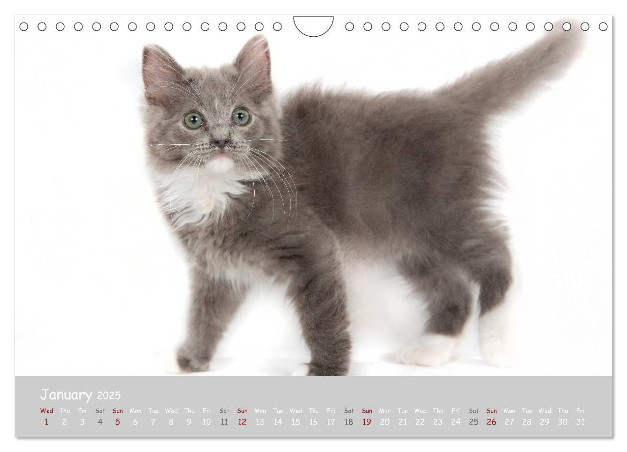 Bild: 9781325962532 | Amazing Ragdoll Kittens (Wall Calendar 2025 DIN A4 landscape),...