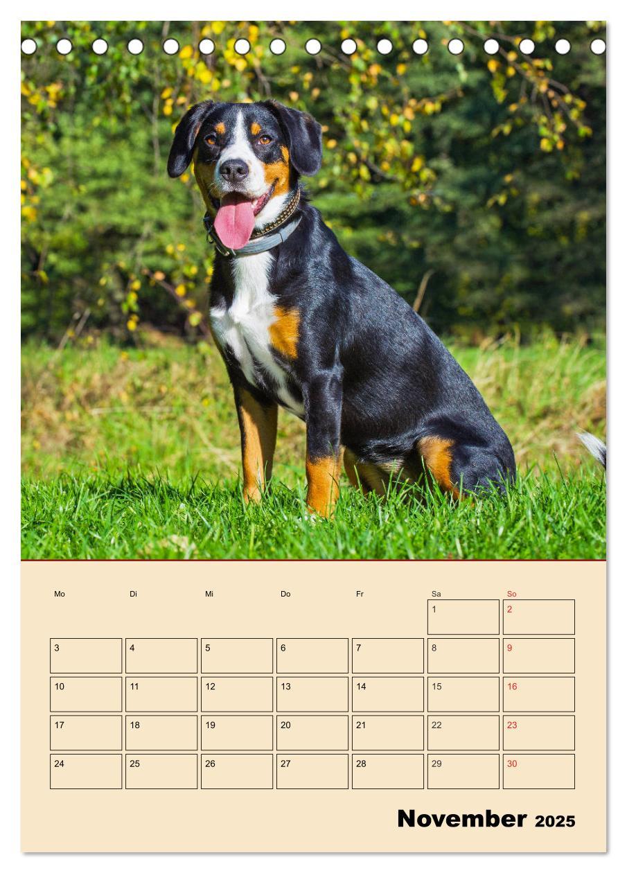 Bild: 9783435944408 | Jahresplaner Entlebucher Sennenhund (Tischkalender 2025 DIN A5...