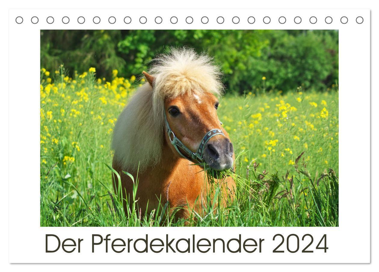 Cover: 9783383481161 | Der Pferdekalender (Tischkalender 2024 DIN A5 quer), CALVENDO...