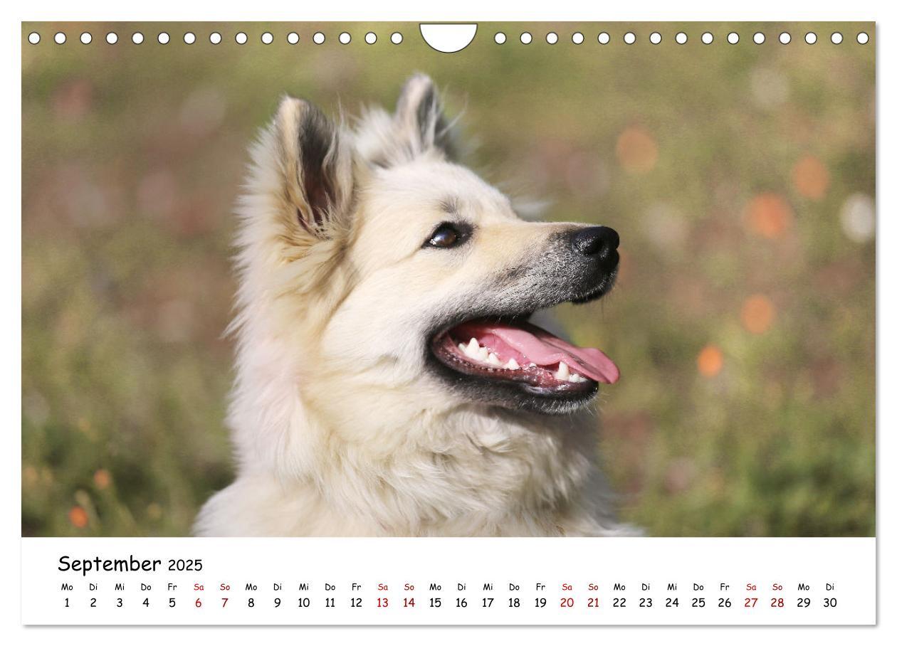 Bild: 9783383973161 | Islandhunde (Wandkalender 2025 DIN A4 quer), CALVENDO Monatskalender