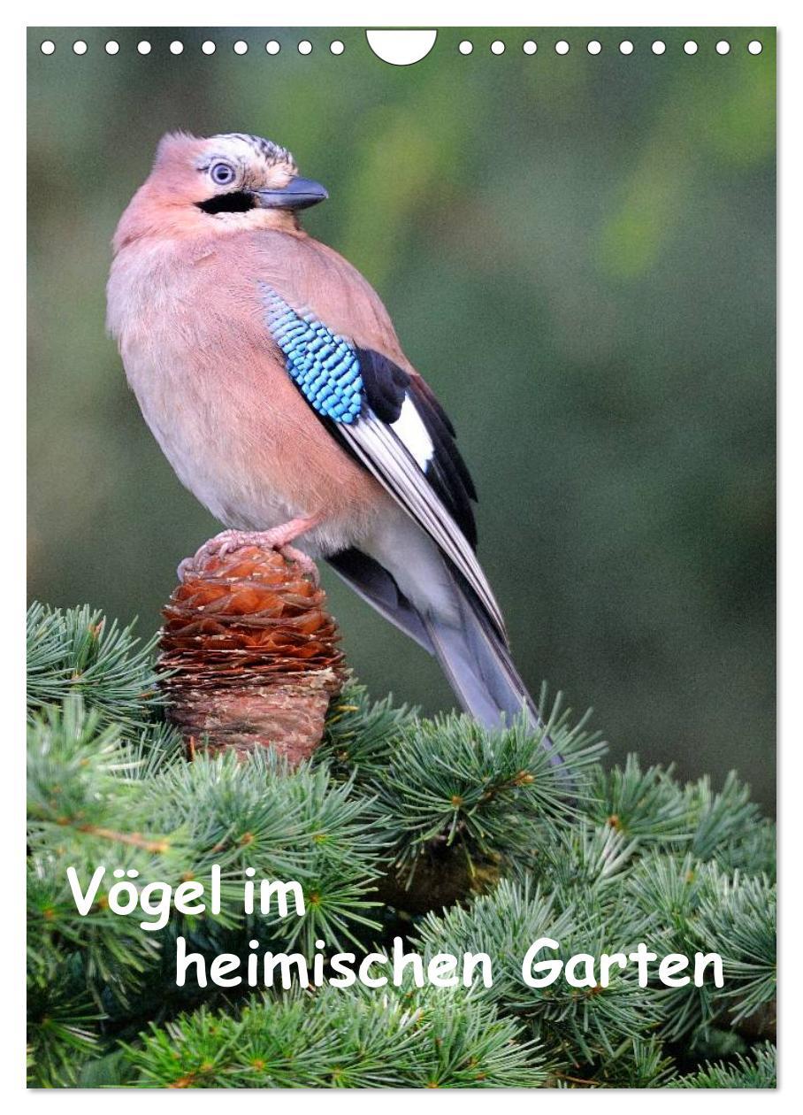 Cover: 9783457043684 | Vögel im heimischen Garten (Wandkalender 2025 DIN A4 hoch),...