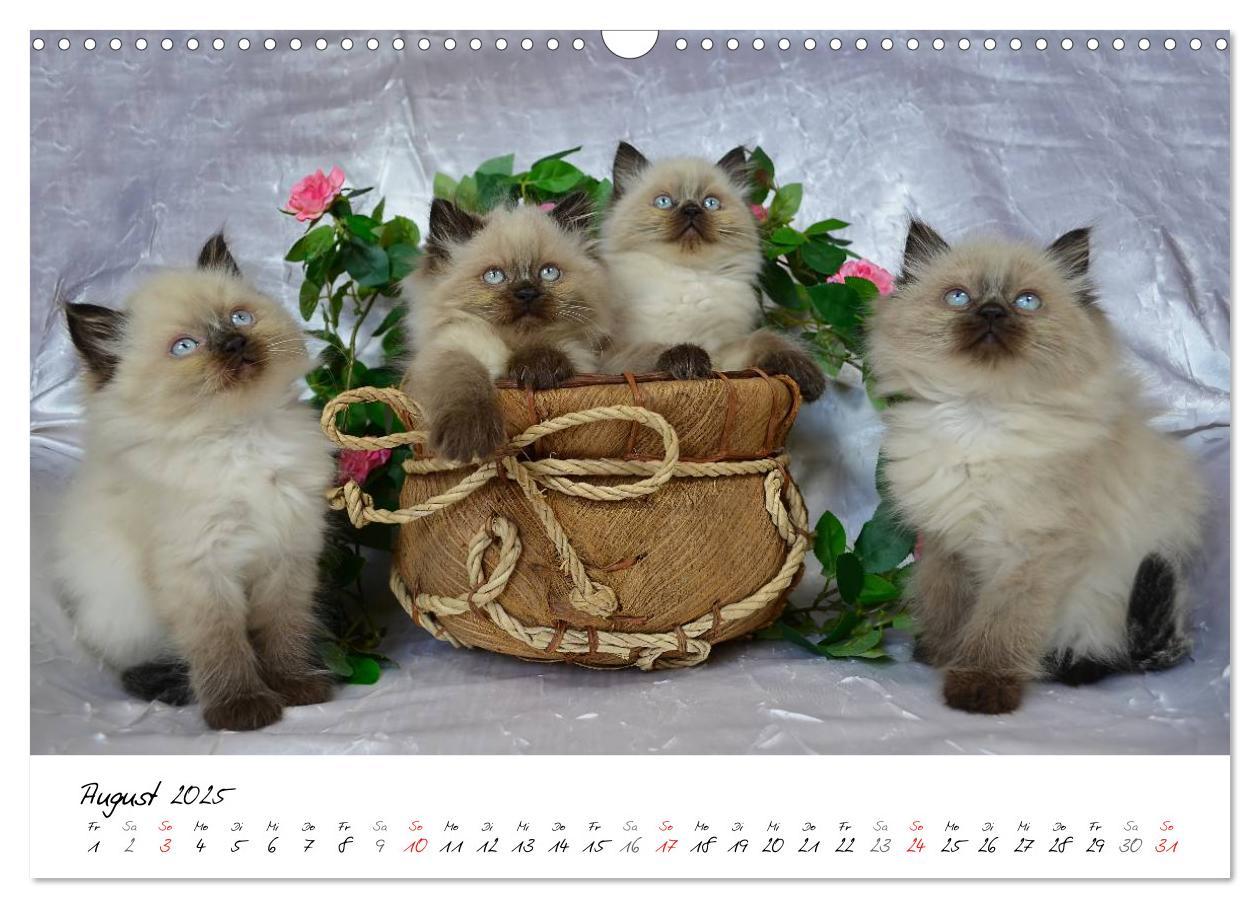 Bild: 9783435606207 | Katzenparade (Wandkalender 2025 DIN A3 quer), CALVENDO Monatskalender