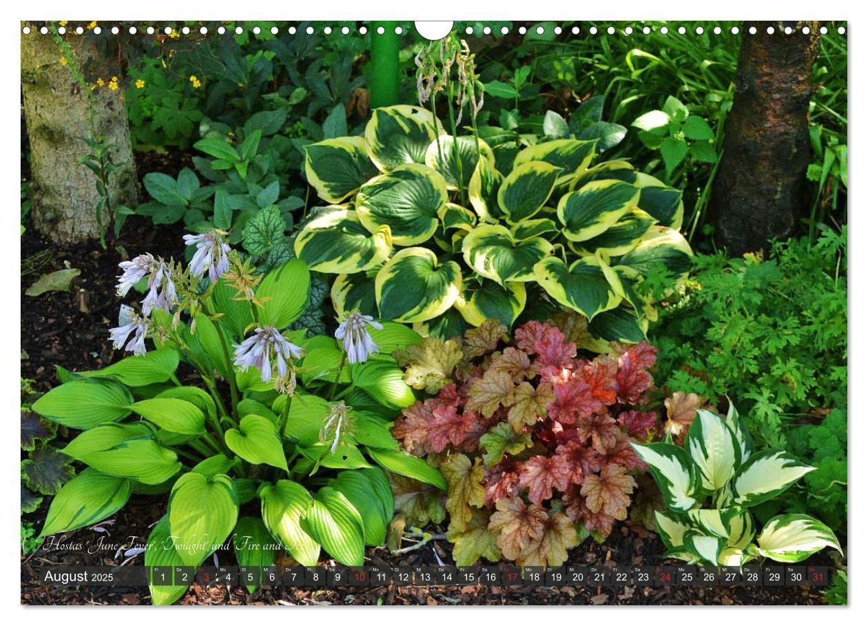 Bild: 9783435576388 | Hosta Staude mit Herz (Wandkalender 2025 DIN A3 quer), CALVENDO...