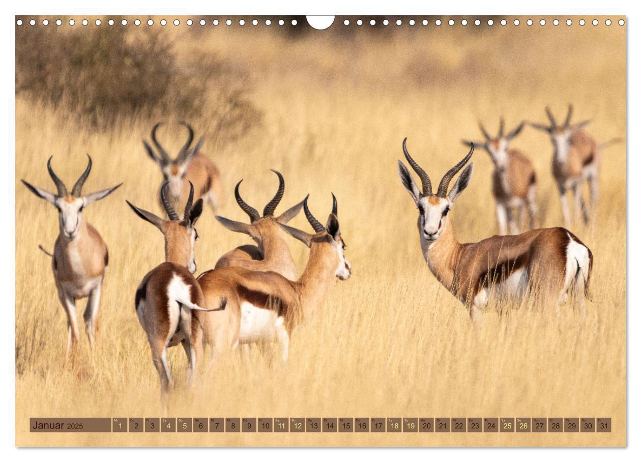 Bild: 9783383861574 | Wildlife Namibia - Etosha und Kalahari (Wandkalender 2025 DIN A3...