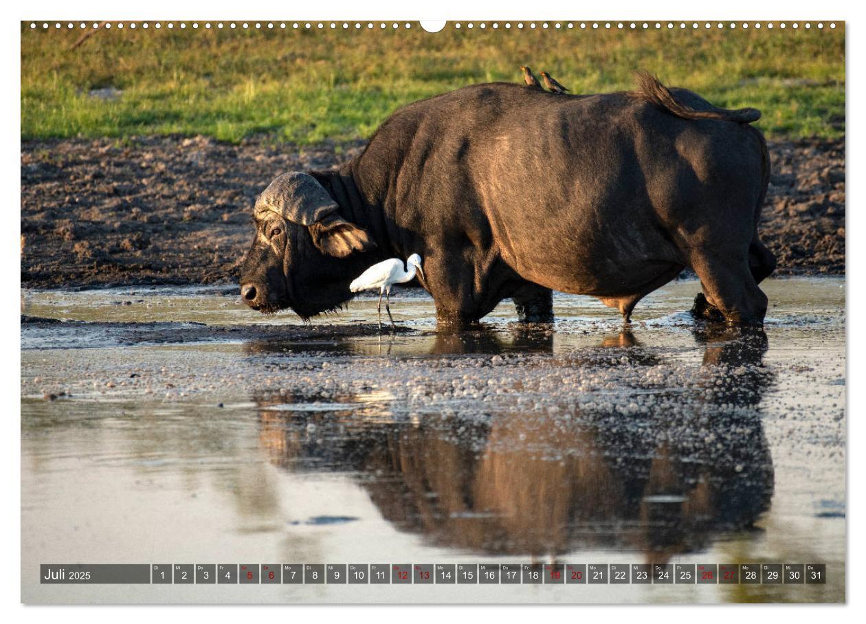 Bild: 9783435118694 | Afrikas Tierwelt, Safari im südlichen Afrika (Wandkalender 2025 DIN...