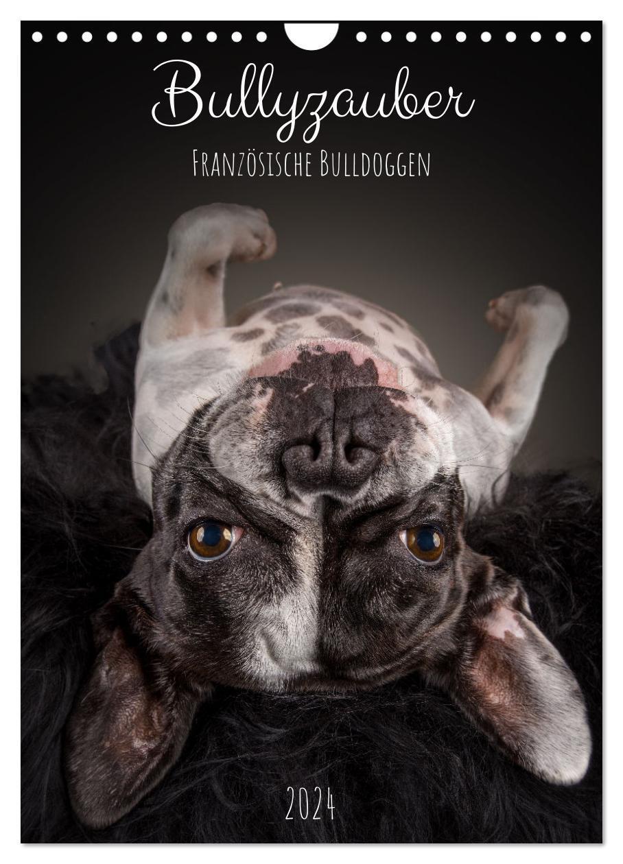 Cover: 9783675545977 | Bullyzauber - Französische Bulldoggen (Wandkalender 2024 DIN A4...