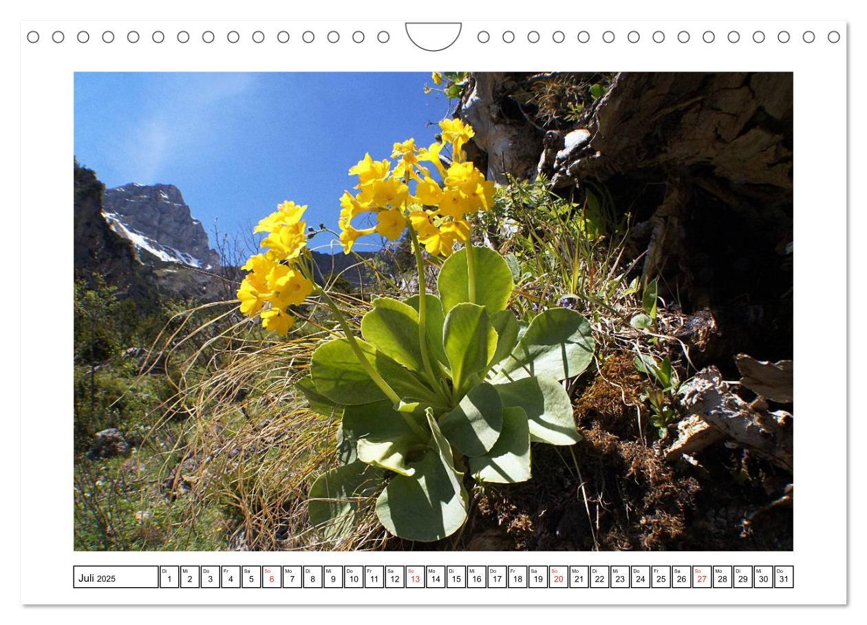 Bild: 9783435599516 | Alpenblumen. Bunte Welt in luftiger Höhe (Wandkalender 2025 DIN A4...