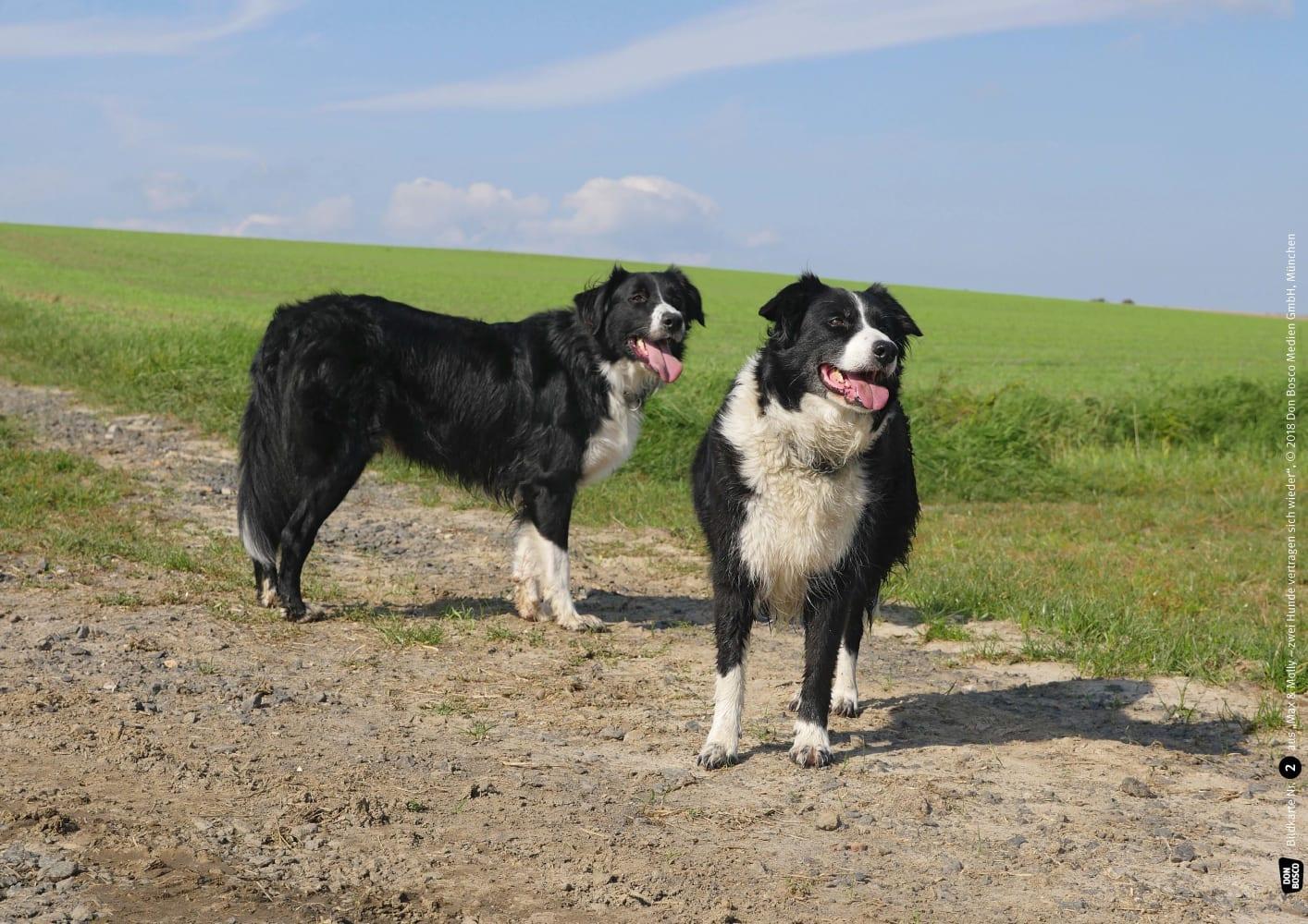 Bild: 4260179515088 | Max und Molly - zwei Hunde vertragen sich wieder. Kamishibai...