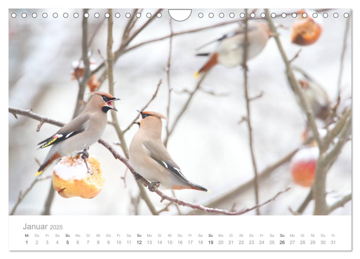 Bild: 9783435180240 | Vögel in Ost- und Norddeutschland 2025 (Wandkalender 2025 DIN A4...