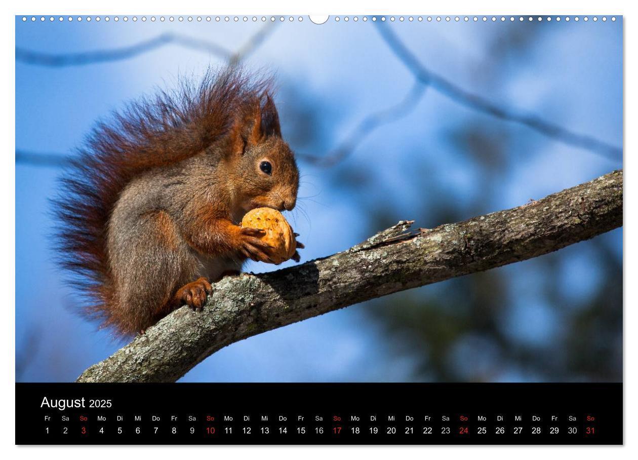 Bild: 9783435797097 | Tierkalender 2025 (Wandkalender 2025 DIN A2 quer), CALVENDO...