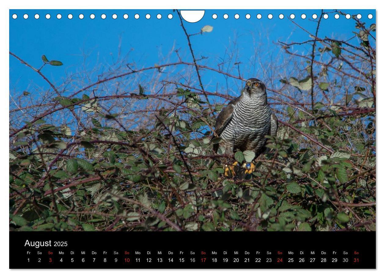 Bild: 9783435640935 | Falknerei Der Habicht (Wandkalender 2025 DIN A4 quer), CALVENDO...