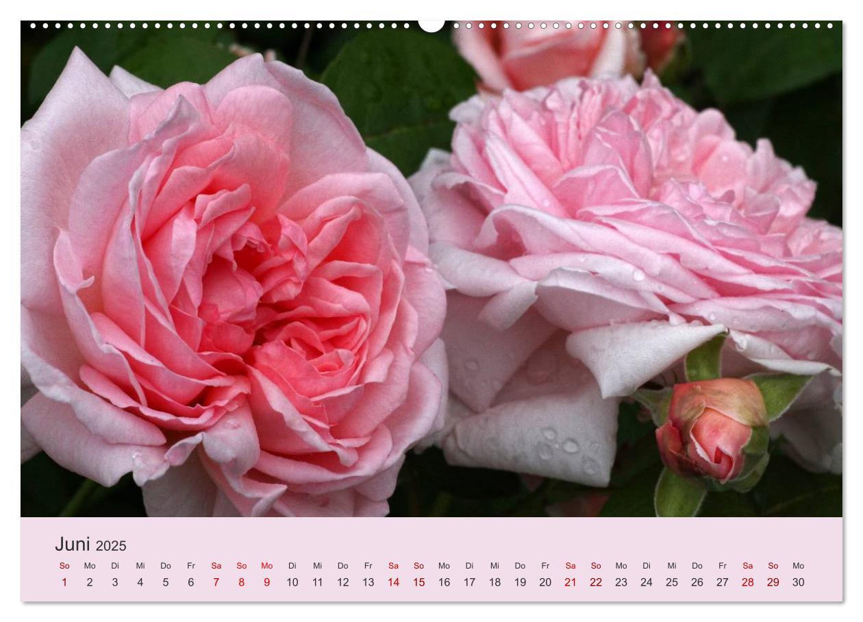 Bild: 9783435452743 | Rosen Reigen im Garten (Wandkalender 2025 DIN A2 quer), CALVENDO...