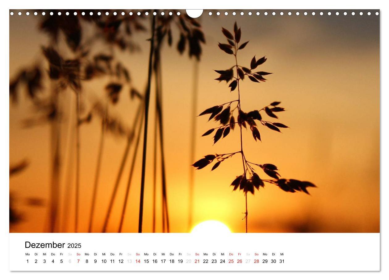 Bild: 9783435694310 | Zarte Natur 2025 (Wandkalender 2025 DIN A3 quer), CALVENDO...