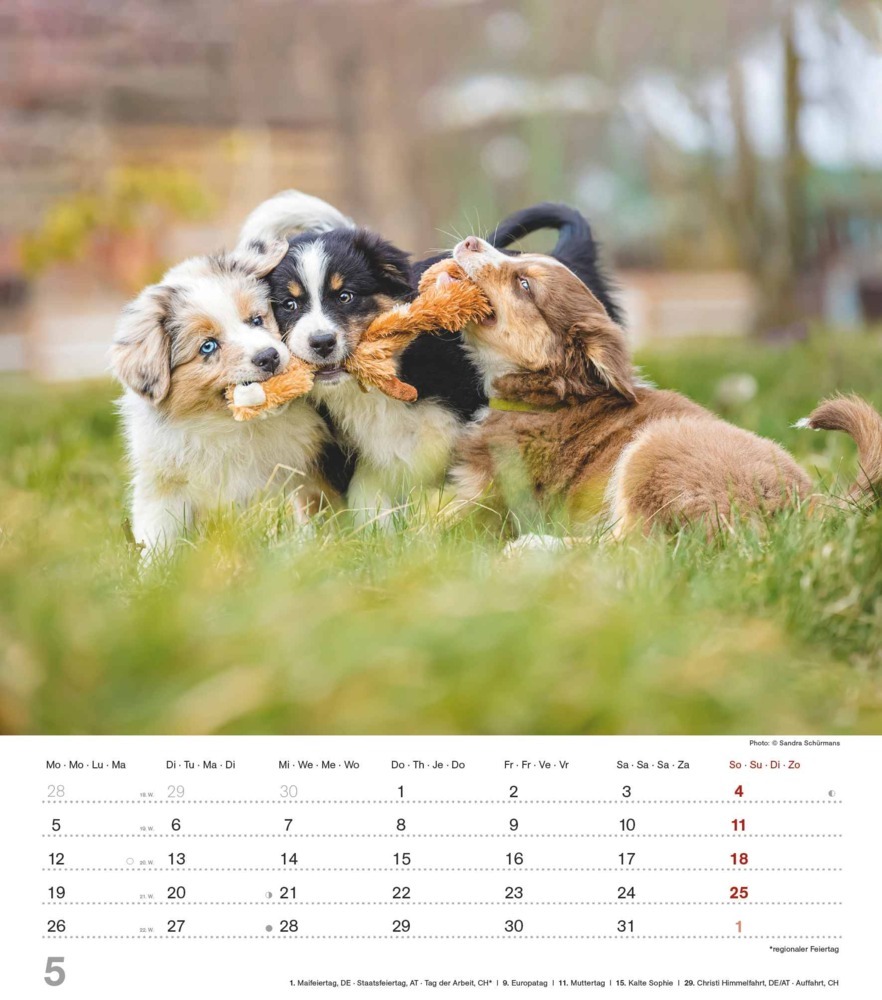 Bild: 4251732344405 | Niedliche Hundekinder 2025 - Wand-Kalender - Tier-Kalender - 30x34