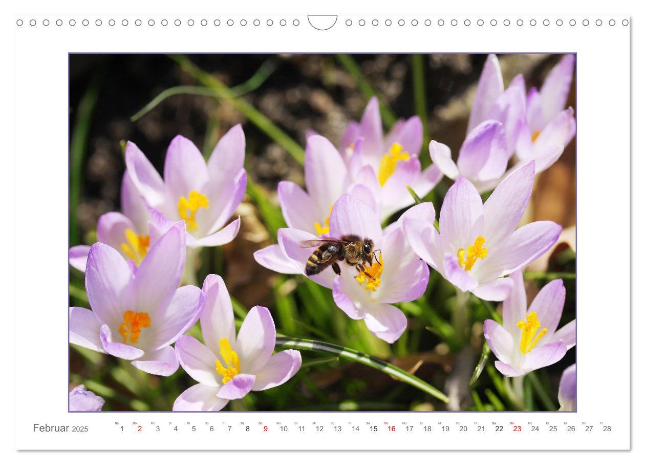 Bild: 9783435078141 | Sanfte Natur (Wandkalender 2025 DIN A3 quer), CALVENDO Monatskalender