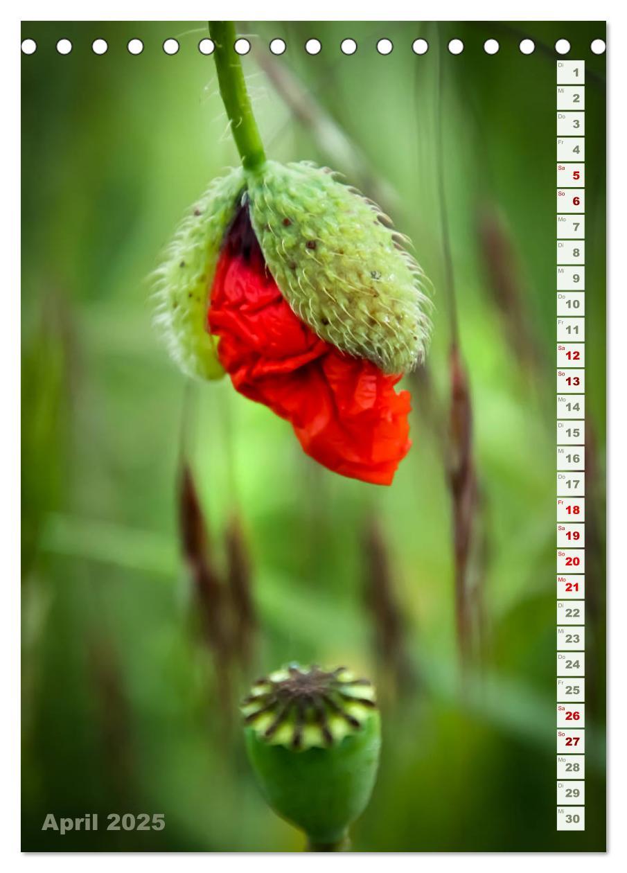 Bild: 9783435926992 | Es werde Mohn (Tischkalender 2025 DIN A5 hoch), CALVENDO...