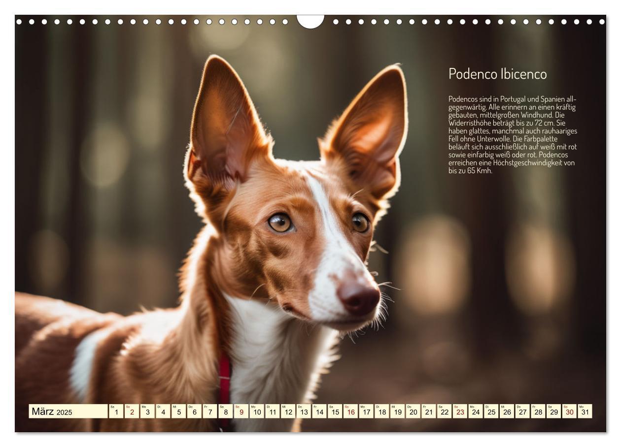 Bild: 9783457162095 | Windhunde im Portrait (Wandkalender 2025 DIN A3 quer), CALVENDO...