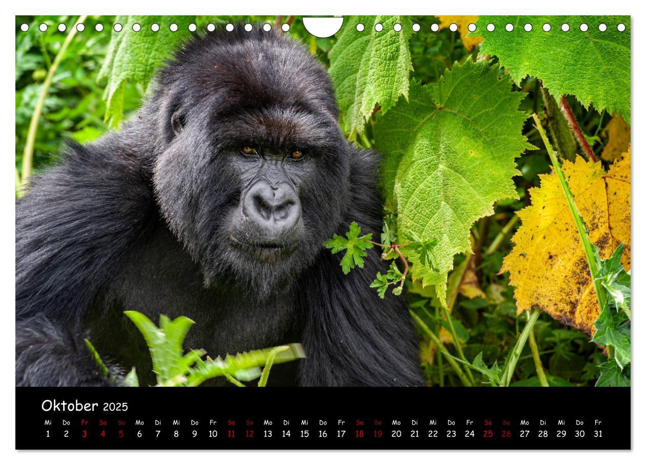 Bild: 9783435119516 | Berggorillas: die bedrohten Riesen (Wandkalender 2025 DIN A4 quer),...