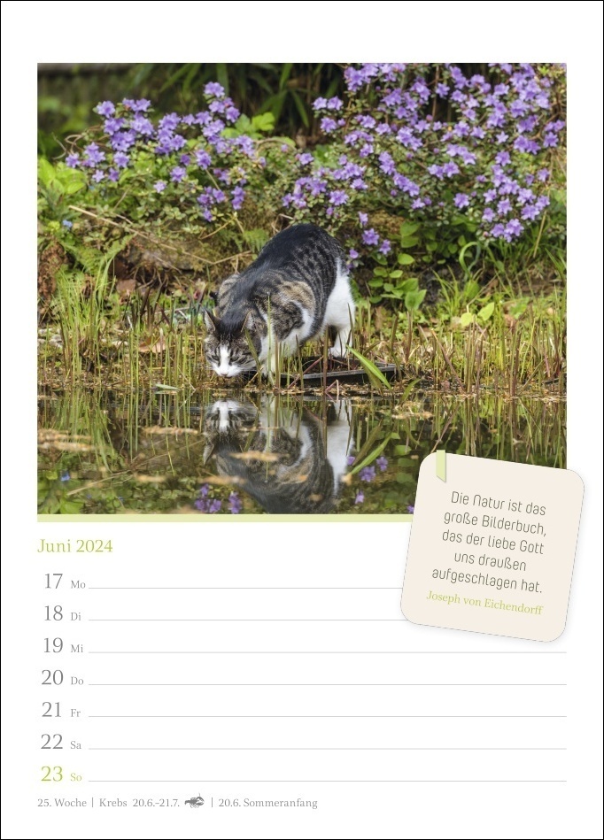 Bild: 9783840032004 | Katzenglück Wochenkalender 2024. Jede Woche eine süße Katze in dem...