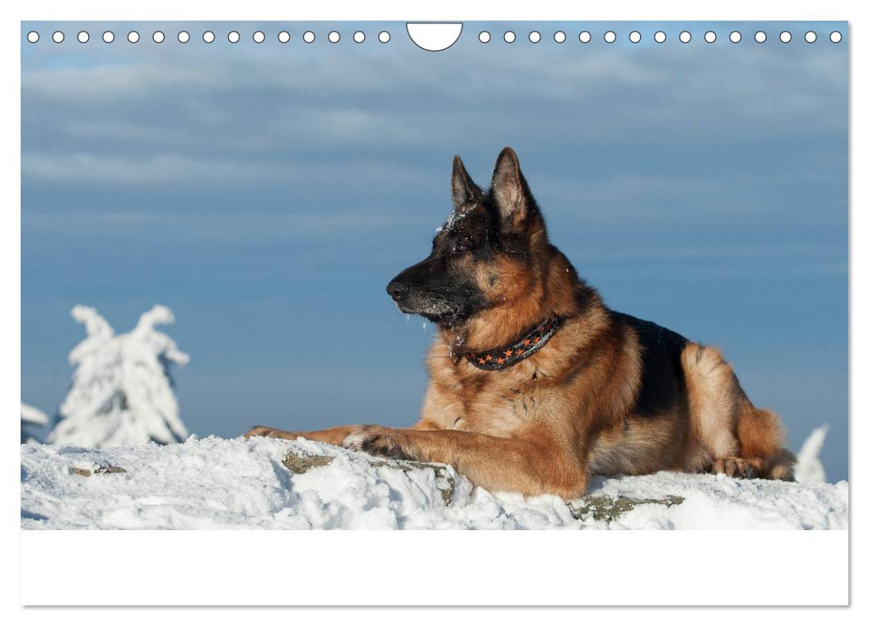 Bild: 9783435495931 | Schäferhunde Seelenhunde (Wandkalender 2025 DIN A4 quer), CALVENDO...