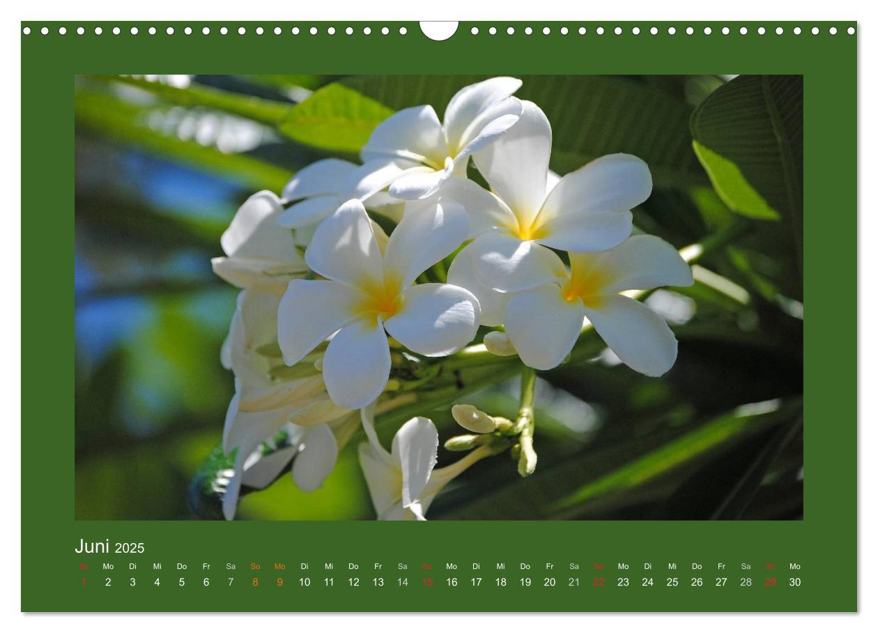 Bild: 9783435583126 | Aloha Blütenzauber aus Hawaii (Wandkalender 2025 DIN A3 quer),...