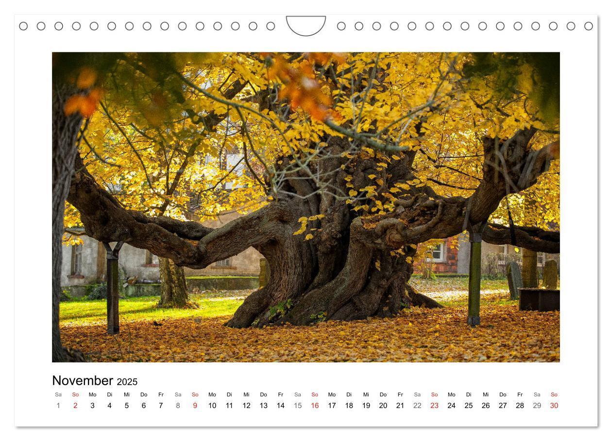 Bild: 9783435156207 | Impressionen aus Ostwestfalen-Lippe (Wandkalender 2025 DIN A4...