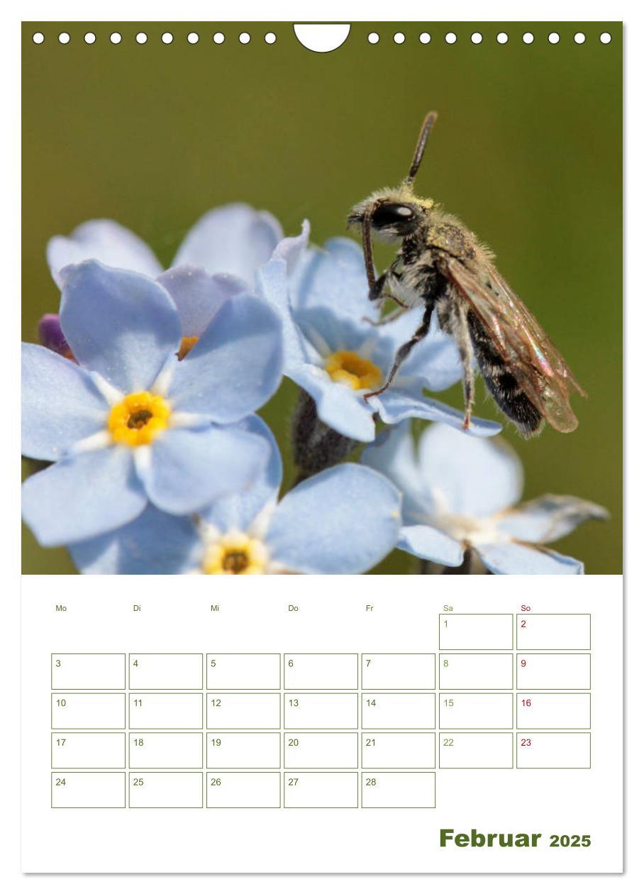 Bild: 9783457002001 | Wildbienen-Terminplaner 2025 (Wandkalender 2025 DIN A4 hoch),...