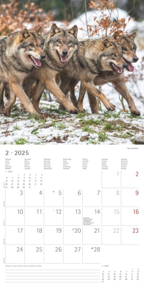 Bild: 4251732340711 | Alpha Edition - Wölfe 2025 Broschürenkalender, 30x30cm,...