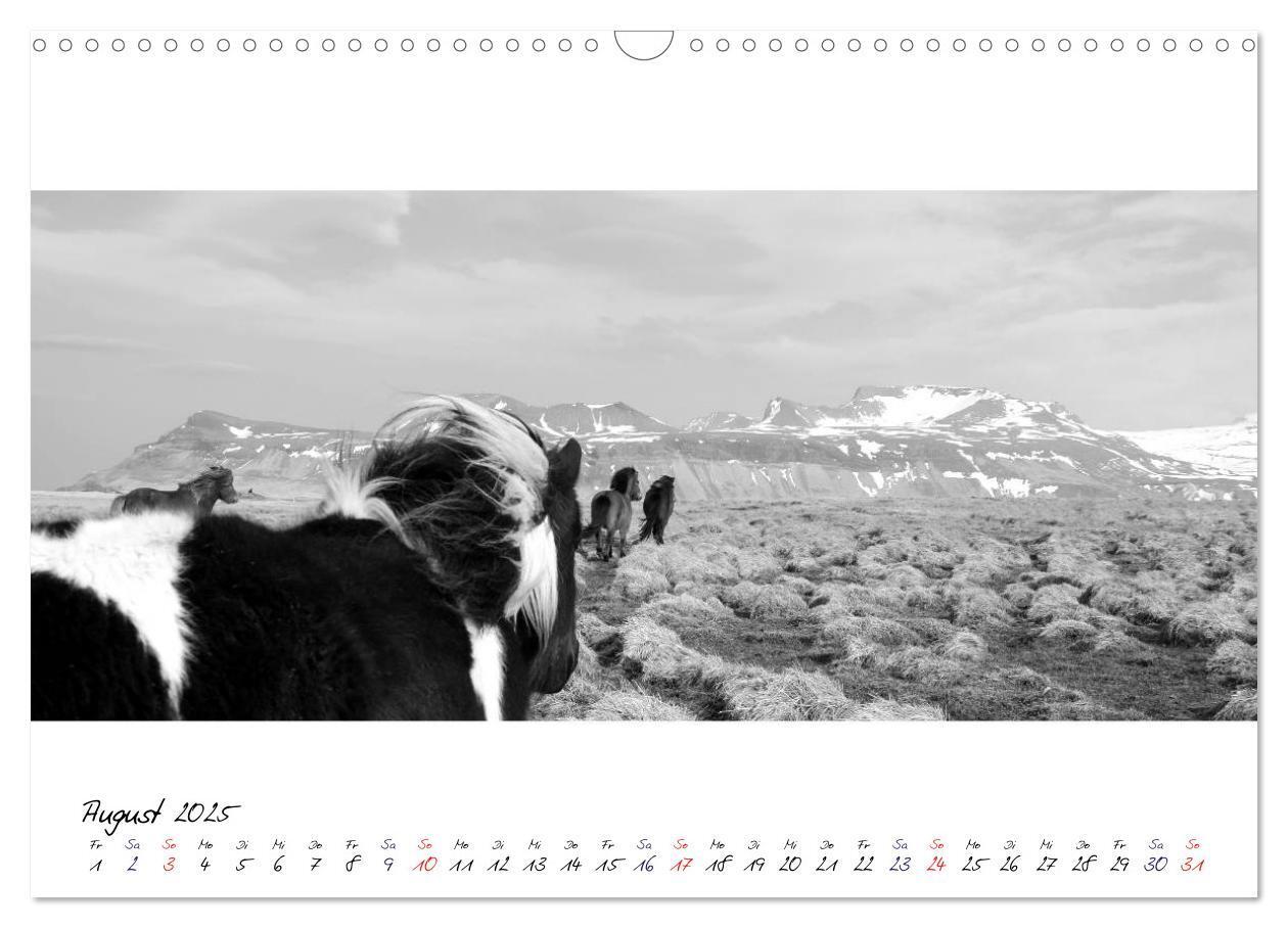 Bild: 9783435762798 | Islandpferde von Brimilsvellir (Wandkalender 2025 DIN A3 quer),...