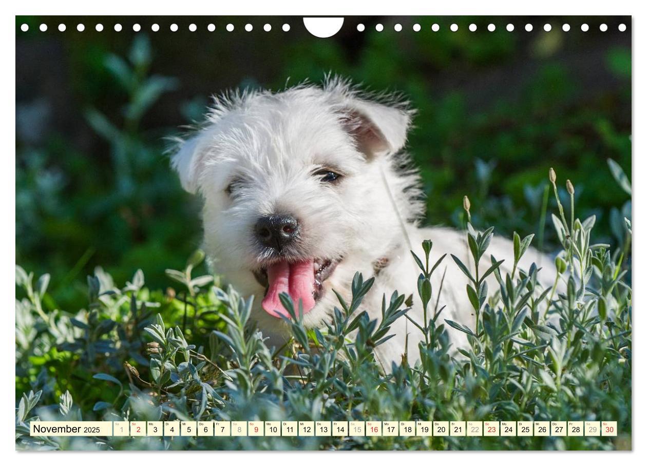 Bild: 9783435463060 | Kobold auf 4 Pfoten - West Highland White Terrier (Wandkalender...